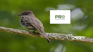 Eastern Phoebe Sound, Bird Call for Pro Hunters