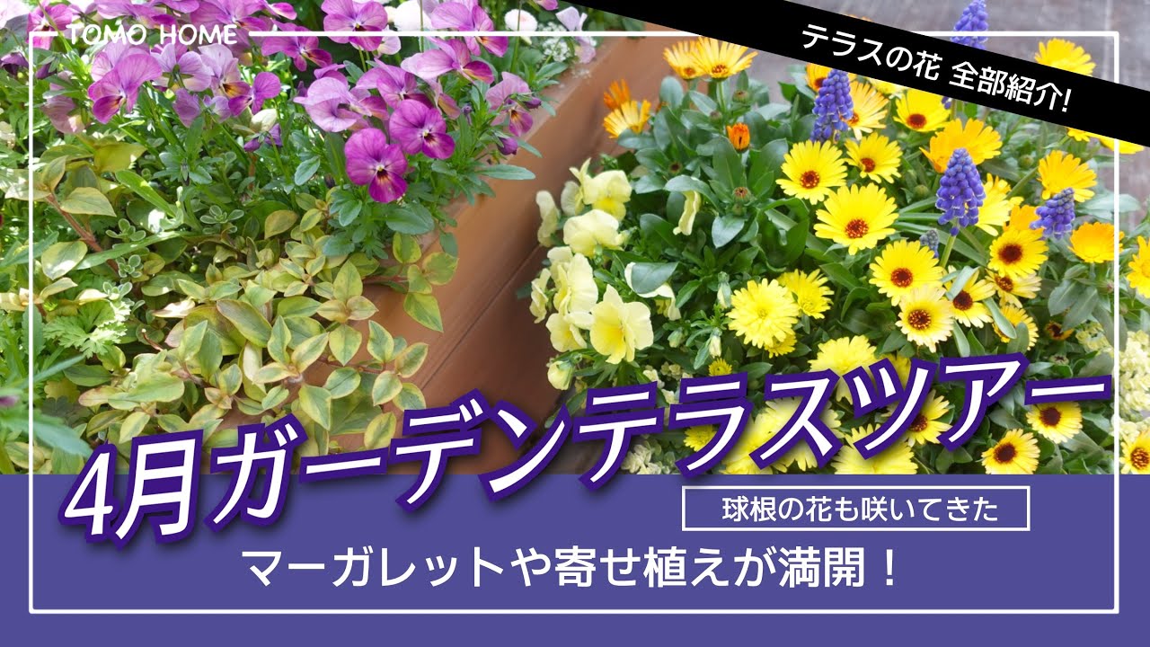 Now in full bloom!] April Garden Terrace Tour [Introducing all the