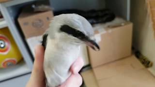 Grey Shrike. Very cute noxious biting bird. A little hawk at the end.