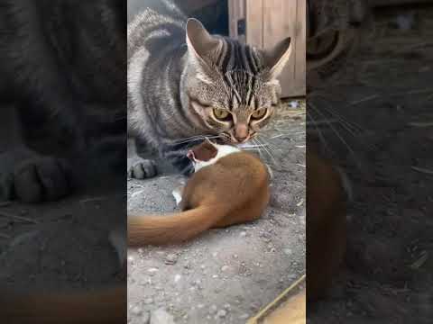 هجم على خم الجاج حيوانات حيوانات برية