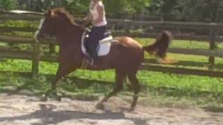 Caitlin and Bleu flatwork and jumping