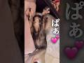 430gの子猫が可愛すぎて語彙力崩壊しました｜Too Cute for Words