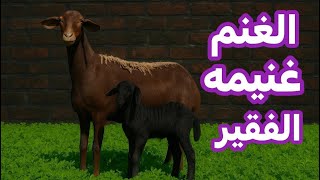 إزاي تربي غنم من الصفر ؟ | اللي حاول و فشل هو شخص متعطش للنجاح | التفكير السليم اهم من رأس المال 