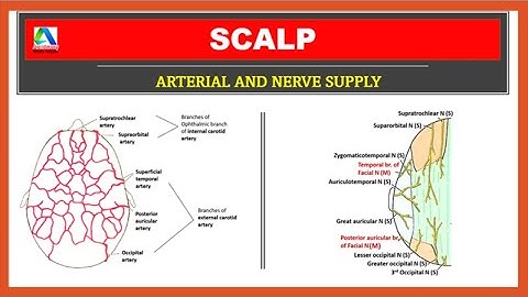Scalp Anatomy | Scalp blood supply and Nerve Supply |
