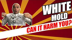 White Mold - How Dangerous & Toxic Is It?