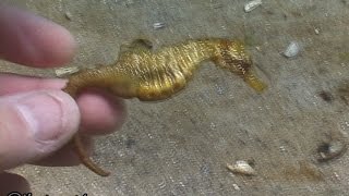 © Рыбы Чёрного моря. Морской конек (Hippocampus hippocampus) - 06 //  Long snouted seahorse