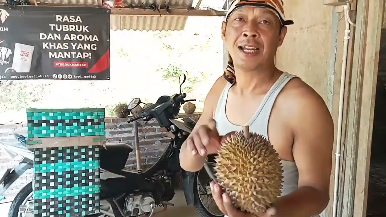 DESA WISATA DURIAN NGARAN KALIGESING PURWOREJO,MURAH DURIAN MUSANG KING LOKAL+62 821-4474-8488