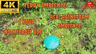 4K Real Light Rain Ambience On Rain Drum With Bird Song 1 Hour Filmed 07 17 2025