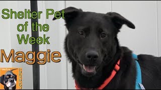 Maggie A Beautiful Black Lab Chow Mix Needs A Home