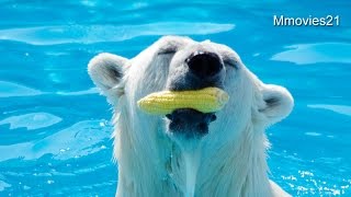 ゆっくり味わうとうきび・・ララとキャンディに午後の給餌~Polar Bears