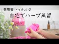 【自宅でハーブ蒸留】静岡県産無農薬ハマナスで毎日の化粧水作り