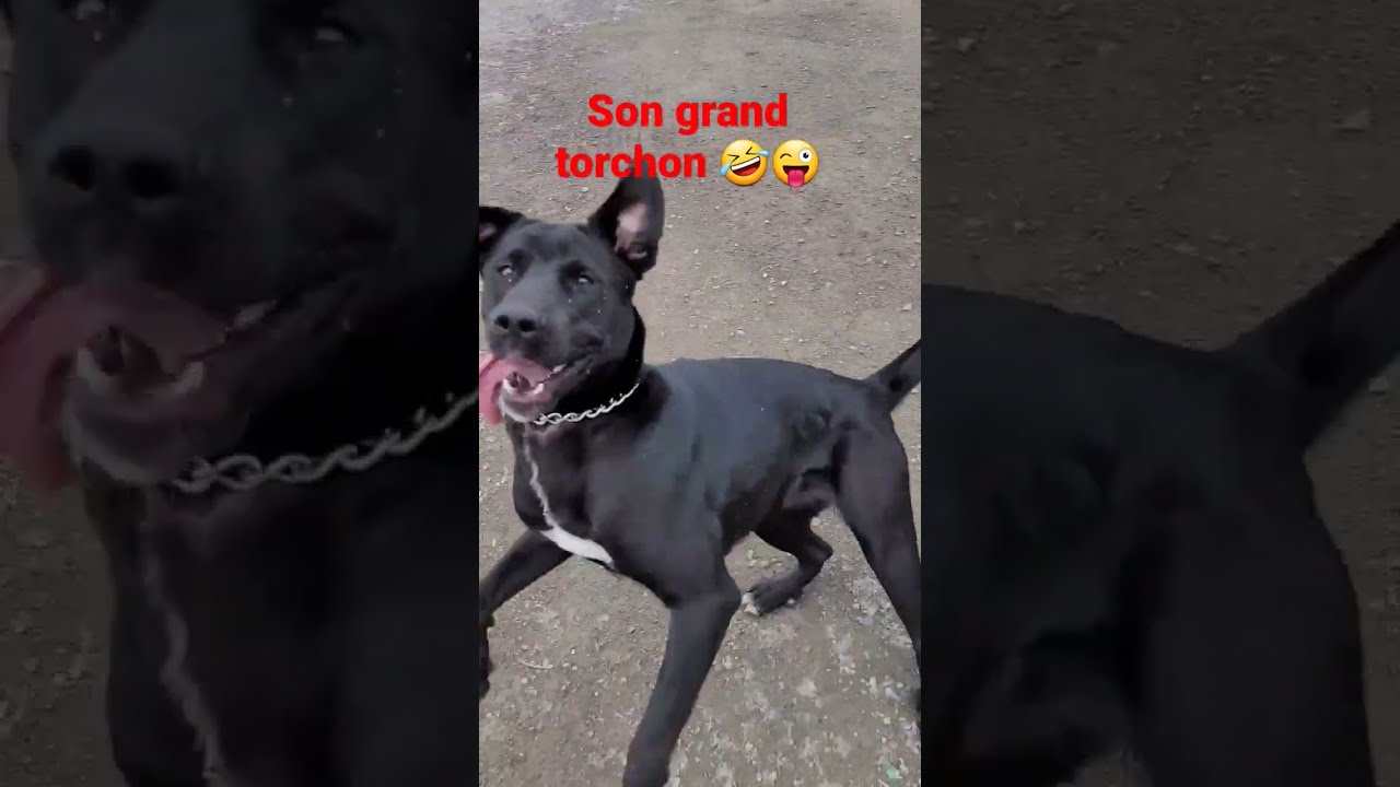 Sa Langue Est Vraiment Longue 