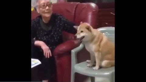 Thánh lồng tiếng   Chết cười với động vật p1