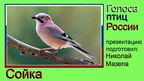 Сойка. Голоса птиц России