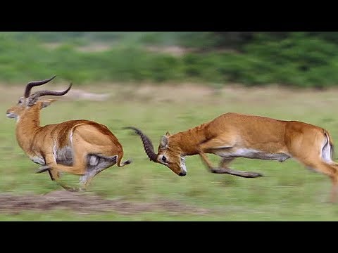 Kob Mating Ritual | The Great Rift: Africa's Wild Heart | BBC Earth