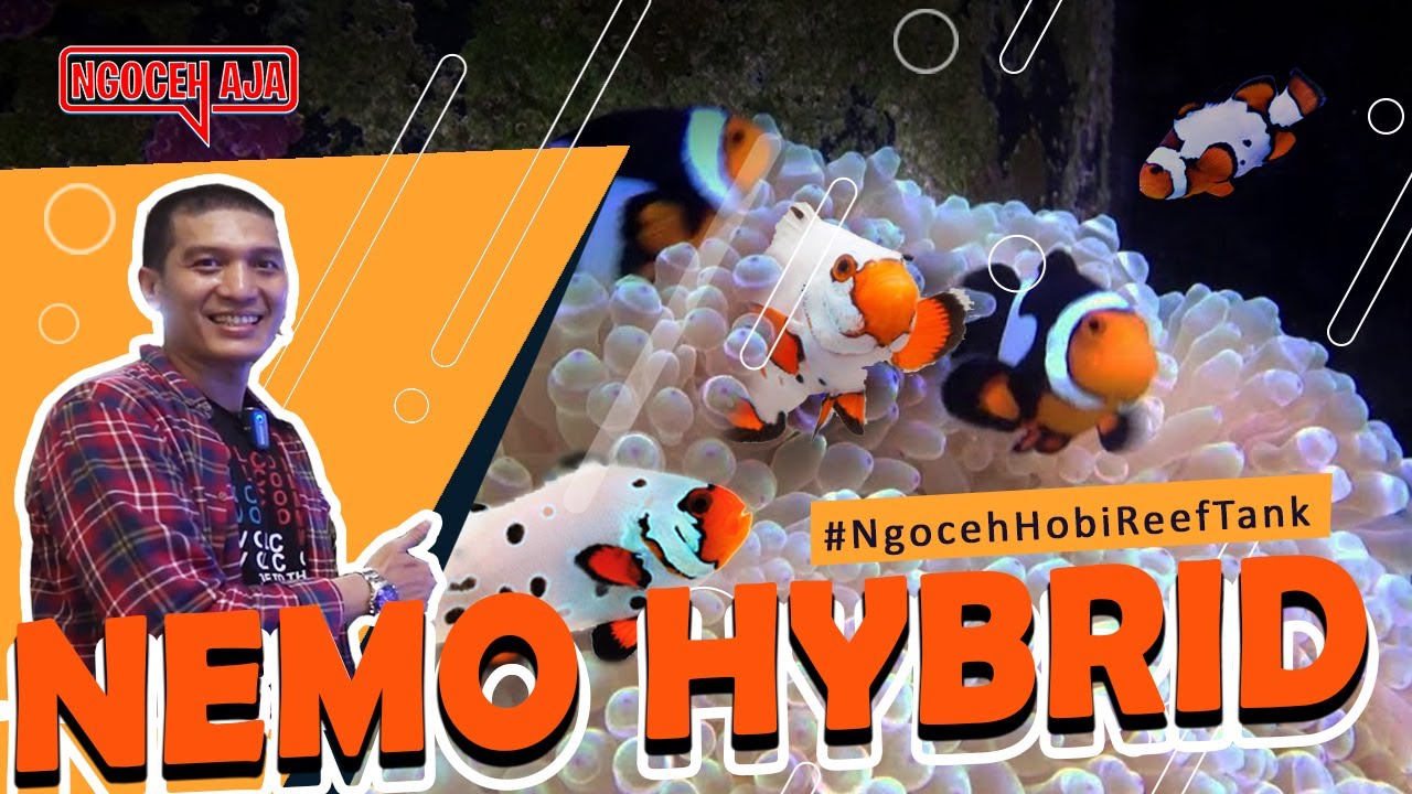 Ikan Nemo (Clownfish) Hybrid di Hanggar Teras Pondok Kelapa