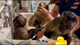 Giving a bath to Monkeys Russel, Angelika & Toby and cleaning their teeth! 🐒🐒🐒