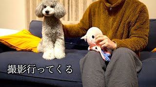 🐶明日は撮影に行ってきます。【トイプードルのグリィ】【犬】【dog】【toy poodle】
