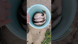 Наловили крупного карося, апрель #рыбалка #карась #апрель #отдых