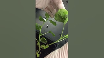 Agrobacterium-Mediated Plant Transformation