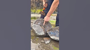 Here is a round and GOLDEN Jurassic Age rock that we found in a loose shale slab