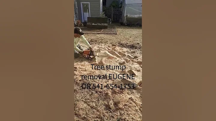 El Compa Chido tree stump removal in Eugene Oregon.