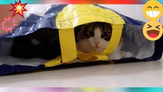 Crazy Cat Comedy: Hilarious & Cute Cat Moments You Can’t Miss!