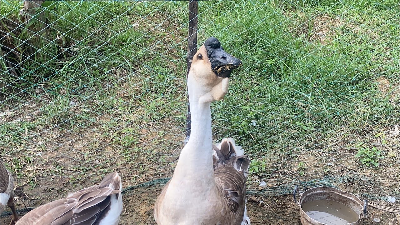 Funny Goose Chasing BabiesCompilation | Pen BunThik