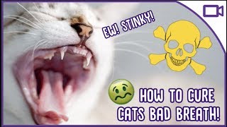 Why Does My Cat Have Bad Breath?  How to Cure It!