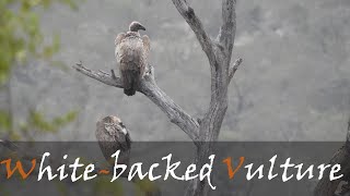 White-Backed Vulture Gyps Afric Bird Call Video - African Vultures Stories Of The Kruger