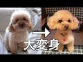 人気サロンでトリミングしたら超絶美犬になったトイプードル