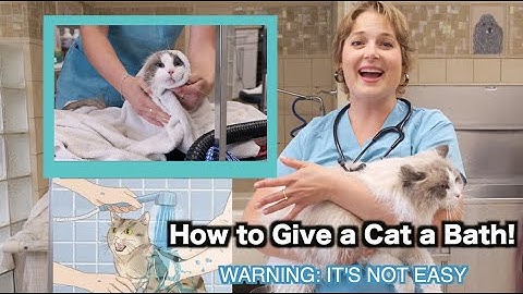 How to Give a Cat a Bath??? | Warning: It