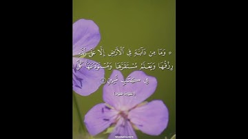 سورة هود #قرآن #راحة_نفسية #المسبحة_اونلاين