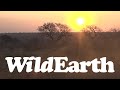 WildEarth - Sunrise  Safari - 28 July 2022