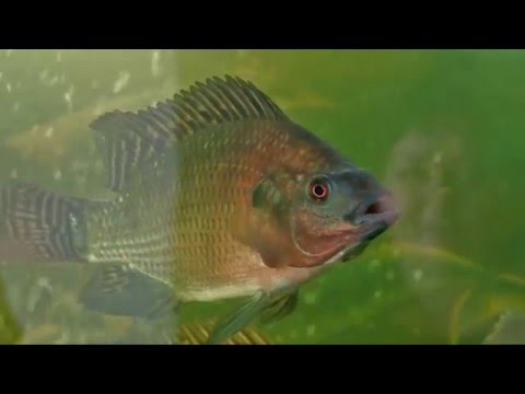 Wideo: Jaką Rybą Jest Tilapia