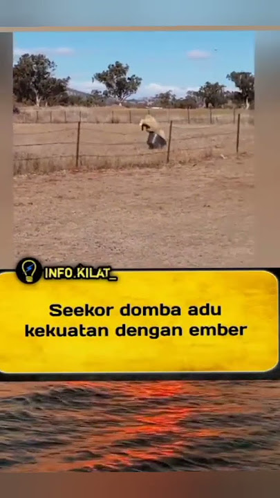 Seekor Domba sendirian adu kekuatan sama ember 😂 #shortvideos