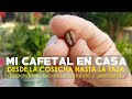 CÓMO PROCESAR CAFÉ EN CASA, DESDE LA COSECHA HASTA LA TAZA (PROCESO COMPLETO)