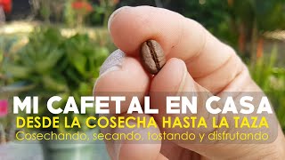 CÓMO PROCESAR CAFÉ EN CASA, DESDE LA COSECHA HASTA LA TAZA (PROCESO COMPLETO)