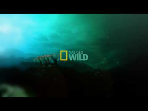 Nat Geo Wild Channel IDs - YouTube