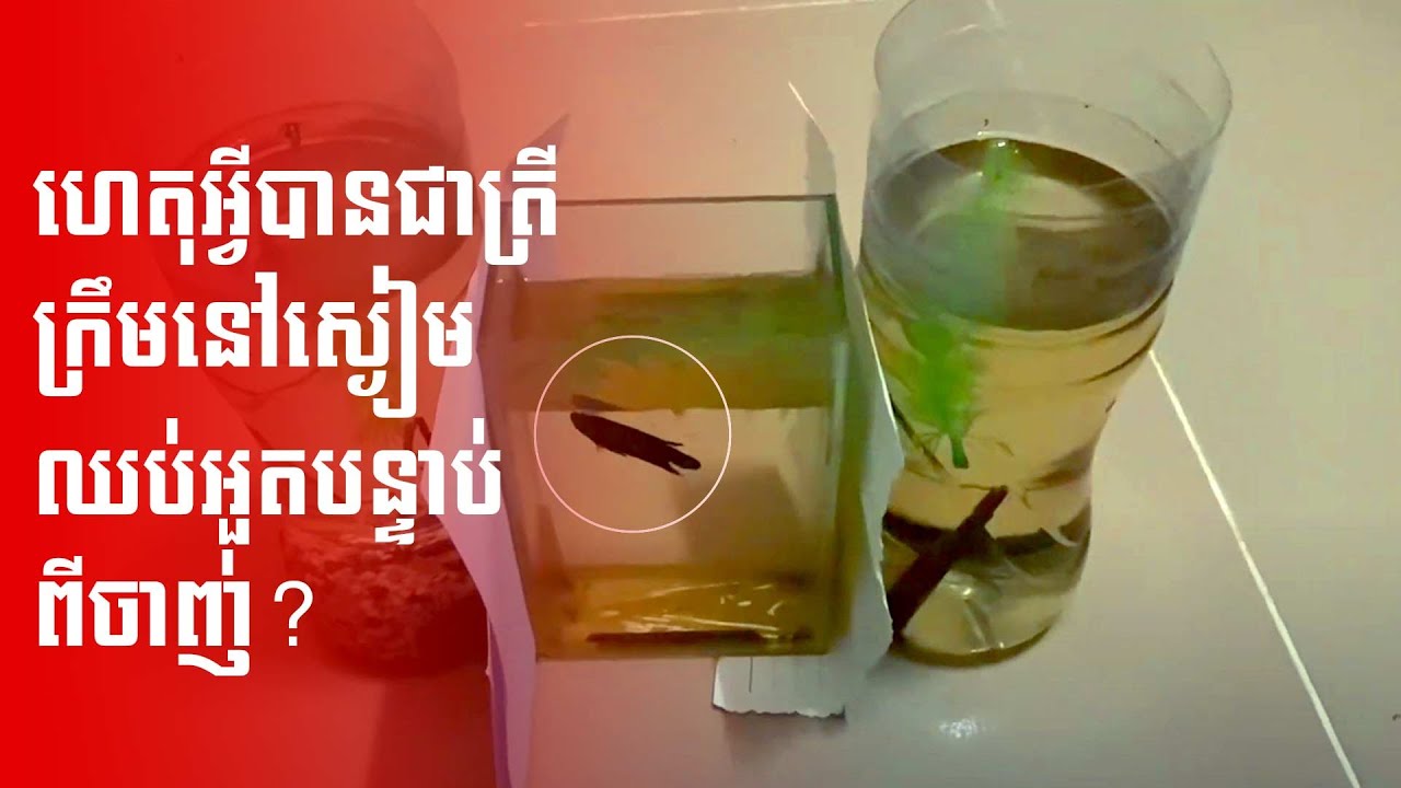 How to Recover Betta Fish Stress or Illness ហេតុអ្វីត្រីឈប់អួត ឬ នៅស្ងៀមដោយសារស្រ្តេស