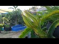 19 hours condensed in 2 minutes dragon fruit flower lapse time