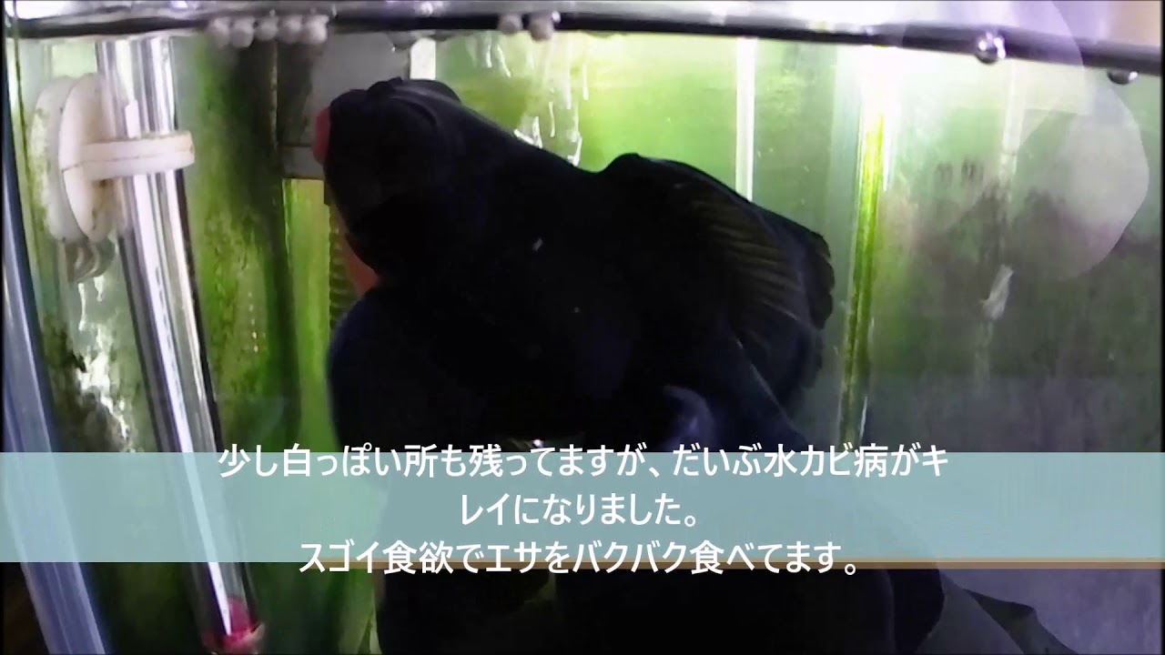 金魚 黒出目金の 黒ちゃん 水カビ病治療 薬浴 Youtube