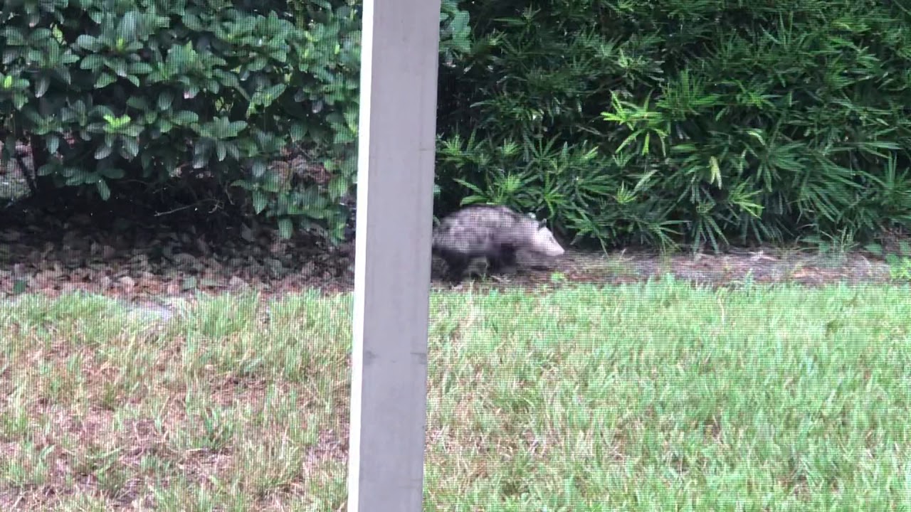 Possum Visiting Our Backyard Youtube