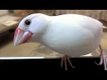 文鳥動画 文鳥っていいな！ PART2
