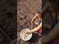 Plantando cebola 🧅 branca