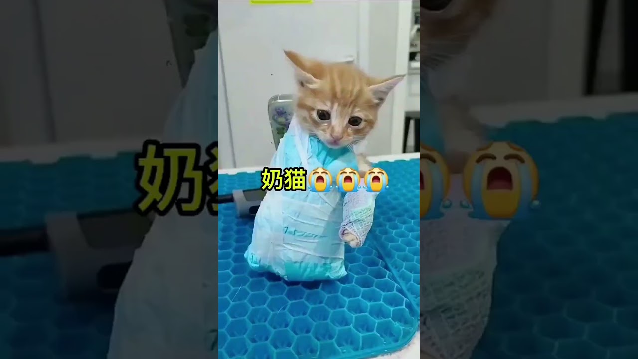 救助流浪猫，两只小猫的骨折日记，一个怪凳子一个怪同类😂 #寵物友善日常 #cute #貓咪日常 #cat #pets