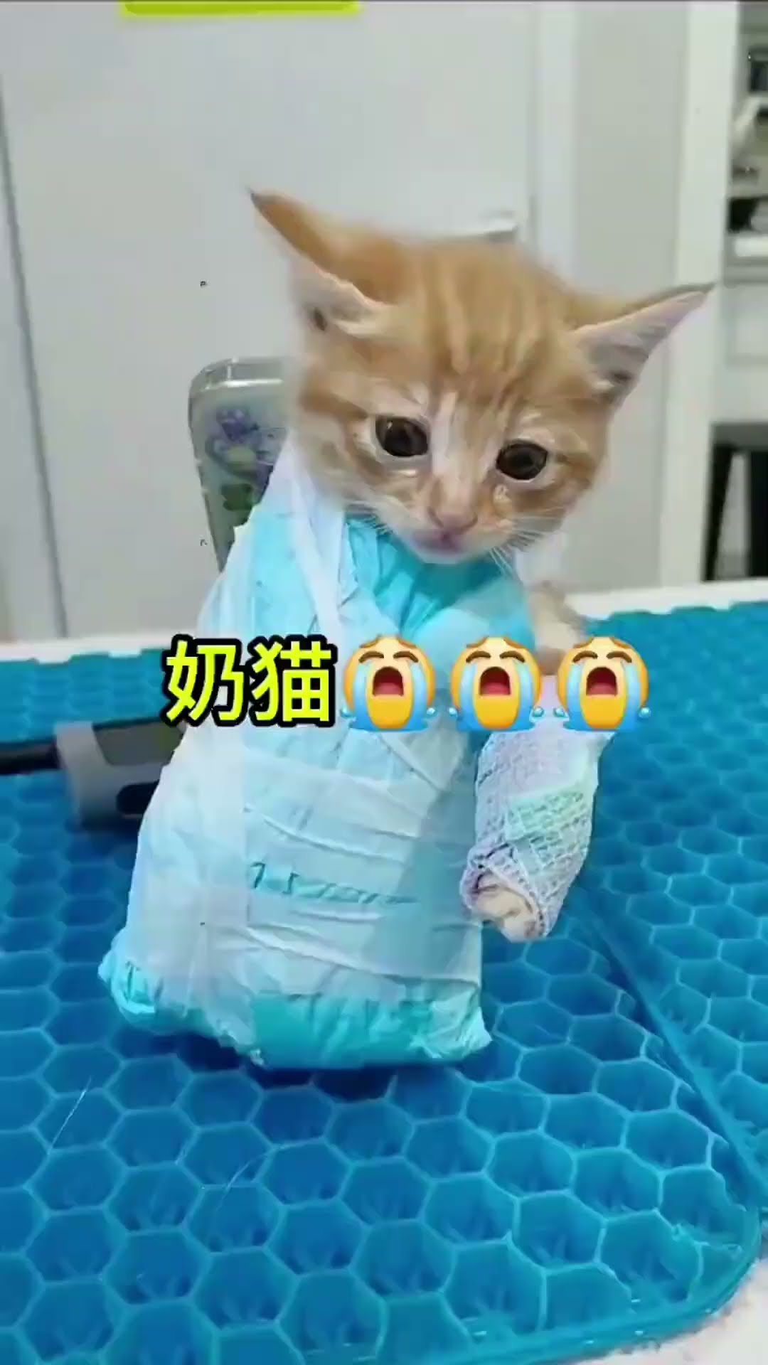 救助流浪貓，兩隻小貓的骨折日記，一個怪凳子一個怪同類😂 #寵物友善日常 #cute #貓咪日常 #cat #pets