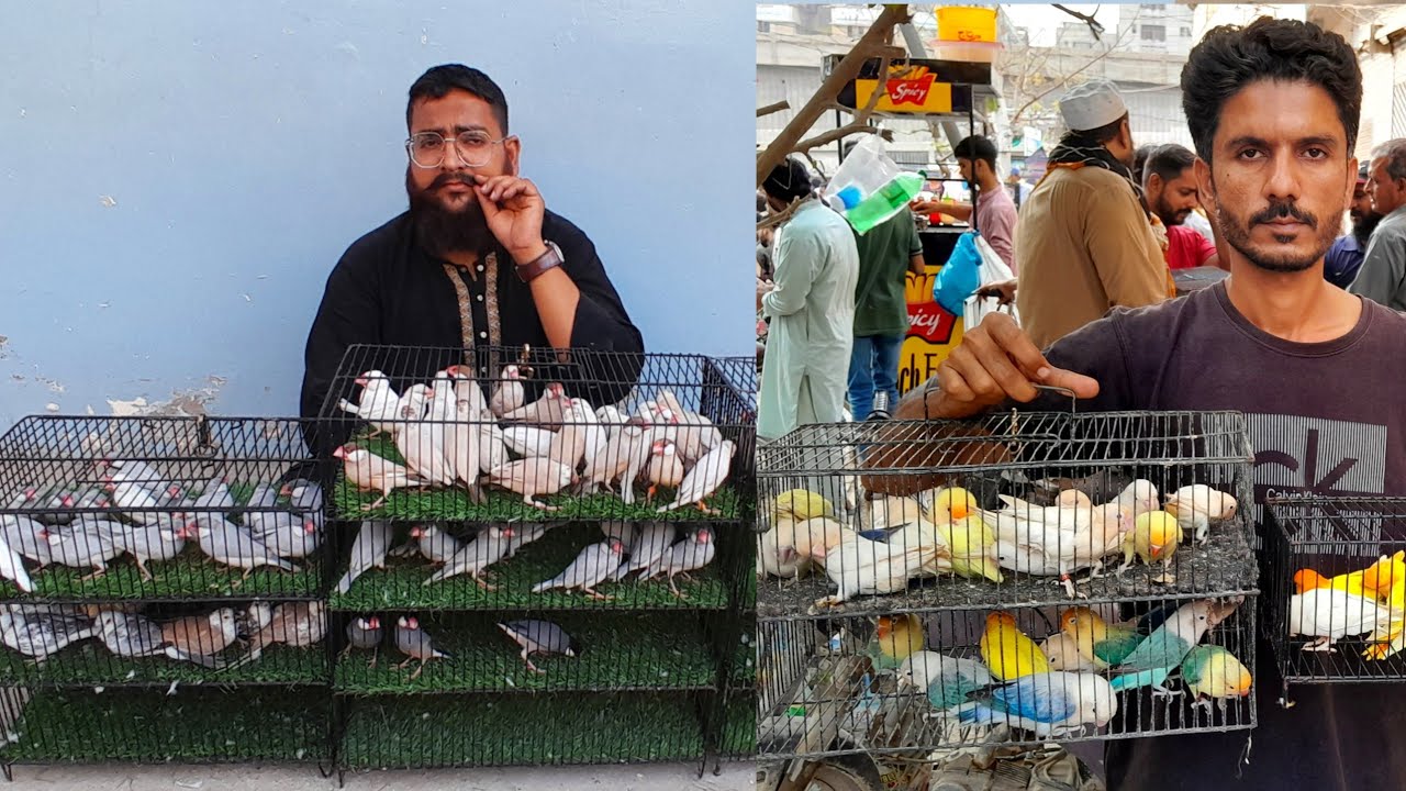 Lalukhet Biggest Birds Market | 2025 | Lovebird Java Finch Price Update