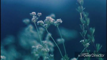 آيات منجيات تحث على التامل تملأ القلب خشوعا وسكينة   حالات واتس دينيه قران HD