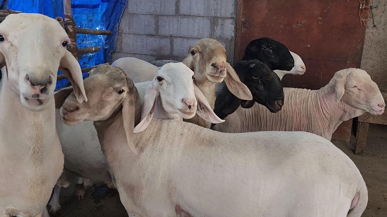 ₹27000 Ki Patti Main 80kg Ke Mende | All Sheep Breed | Adnan Bhai Saath ...
